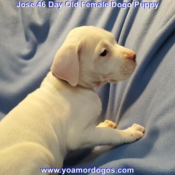 Medium Photo #274 Dogo Argentino Puppy For Sale in JANE, MO, USA