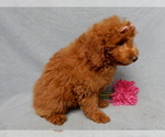 Small #4 Goldendoodle (Miniature)