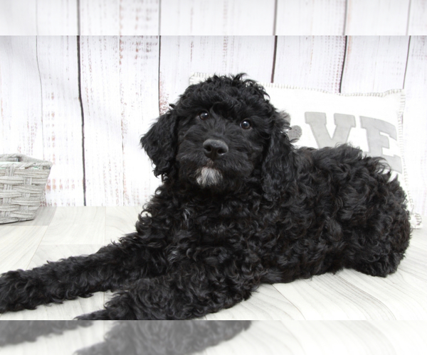 Medium Photo #1 Aussie-Poo Puppy For Sale in MARIETTA, GA, USA