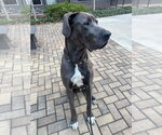 Small #1 Great Dane