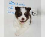 Small Photo #19 Pomsky Puppy For Sale in RAMONA, CA, USA