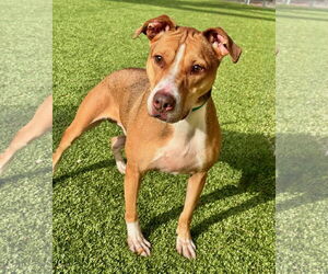 Brunswick - Male Mutt Dog for Adoption - Photo #3