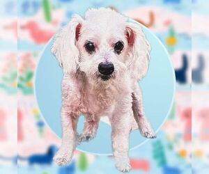Mutt Dogs for adoption in San Antonio, TX, USA