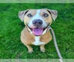 Small #1 American Pit Bull Terrier Mix