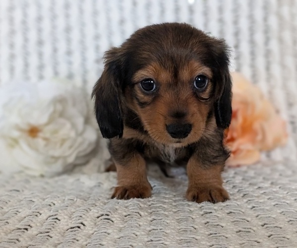 Medium Photo #8 Dachshund Puppy For Sale in GOSHEN, IN, USA