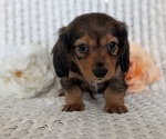 Small #6 Dachshund