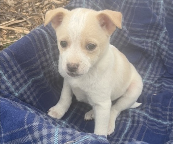 Medium Photo #7 Mutt Puppy For Sale in KALONA, IA, USA