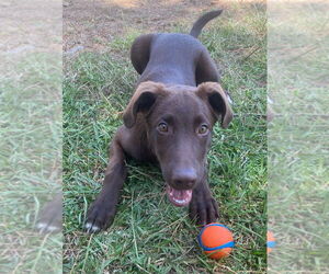 - Mix Dogs for adoption in Bryant, AR, USA
