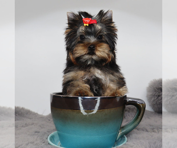 Medium Photo #2 Yorkshire Terrier Puppy For Sale in LOS ANGELES, CA, USA