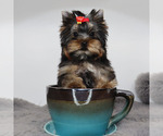 Small #1 Yorkshire Terrier