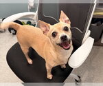 Small #1 Chihuahua Mix