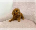 Small Photo #5 Poodle (Toy) Puppy For Sale in FULLERTON, CA, USA
