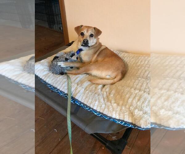 Medium Photo #6 Chiranian Puppy For Sale in Rootstown, OH, USA