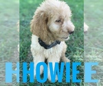 Small Photo #2 Goldendoodle (Miniature) Puppy For Sale in BOWLING GREEN, KY, USA