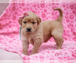 Golden Retriever Puppy for sale in LIBERTY, KY, USA