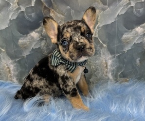French Bulldog Litter for sale in LAKE PARK, GA, USA