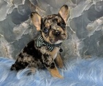 Small French Bulldog