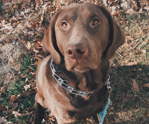 Labrador Retriever Dogs for adoption in JONESBURG, MO, USA