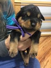Rottweiler Puppy for sale in GARLAND, TX, USA