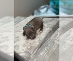 Puppy Blue American Bully