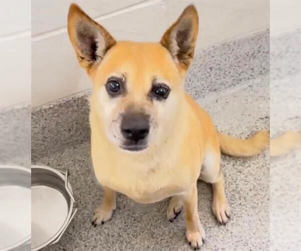 Medium Photo #4 Shiba Inu-Unknown Mix Puppy For Sale in Houston, TX, USA