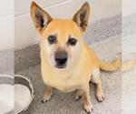 Small #3 Shiba Inu Mix