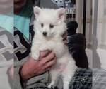 Small Photo #1 Miniature American Eskimo Puppy For Sale in SALEM, OR, USA