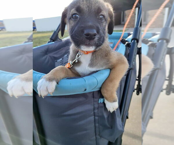 Medium Photo #18 German Shepherd Dog-Unknown Mix Puppy For Sale in Imlay City, MI, USA