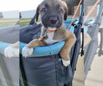 Small #17 German Shepherd Dog Mix