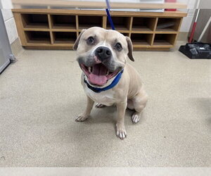 American Staffordshire Terrier-Unknown Mix Dogs for adoption in Grand Prairie, TX, USA