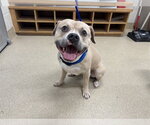 Small American Staffordshire Terrier Mix