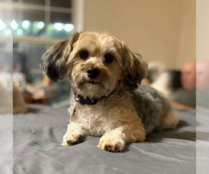 Poodle (Miniature)-Unknown Mix Dogs for adoption in Spring Lake, NC, USA