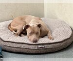 Small #2 American Pit Bull Terrier Mix