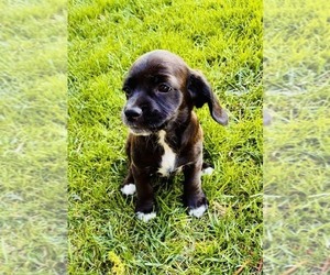 Cocker Spaniel Puppy for sale in IRVINE, CA, USA
