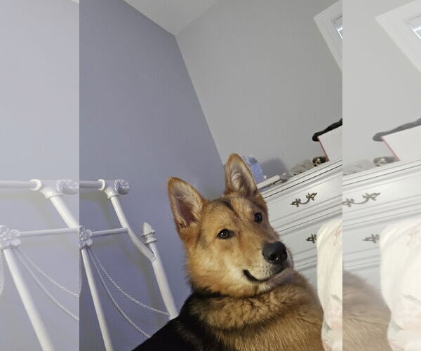 Medium Photo #2 German Shepherd Dog-Siberian Husky Mix Puppy For Sale in La Grange , NC, USA