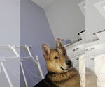 Small #1 German Shepherd Dog-Siberian Husky Mix