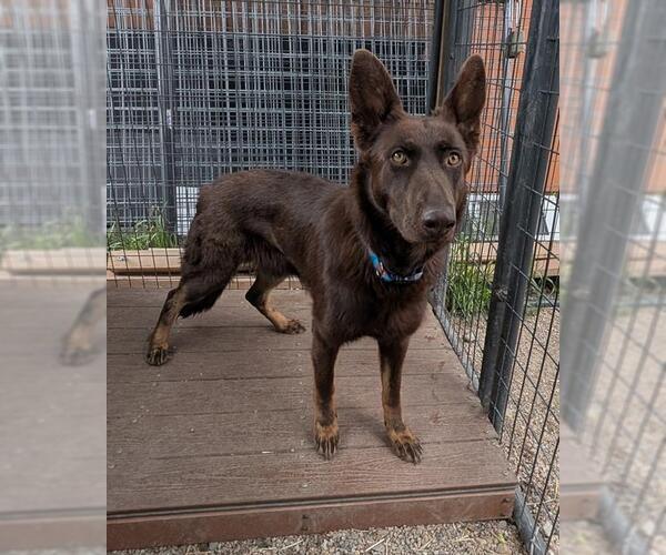 Medium Photo #1 German Shepherd Dog Puppy For Sale in Frisco, CO, USA