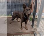 Small German Shepherd Dog