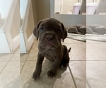 Small Photo #2 Neapolitan Mastiff Puppy For Sale in FARMINGTN HLS, MI, USA