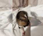 Small #1 Alaskan Malamute