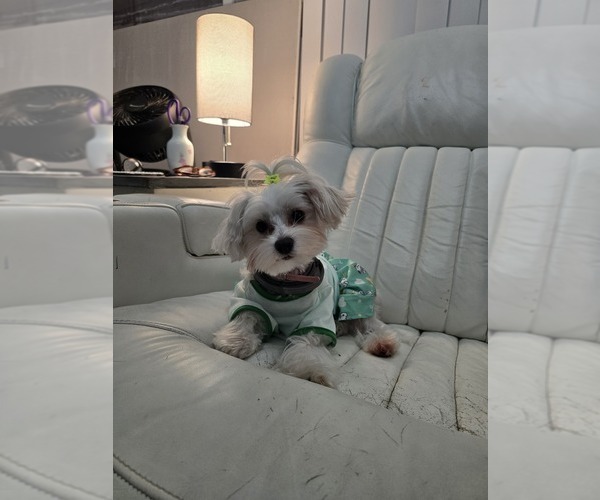 Medium Photo #1 Morkie Puppy For Sale in FORT WALTON BEACH, FL, USA
