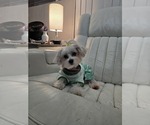 Small Photo #1 Morkie Puppy For Sale in FORT WALTON BEACH, FL, USA