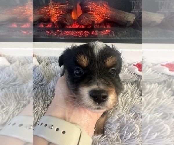 Medium Photo #5 Miniature Australian Shepherd Puppy For Sale in QUINCY, CA, USA