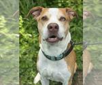 Small #1 American Pit Bull Terrier-Catahoula Leopard Dog Mix