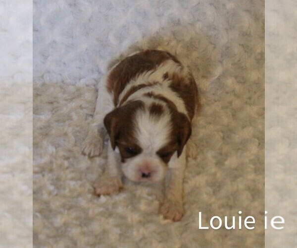 Medium Photo #7 Cavalier King Charles Spaniel Puppy For Sale in HOMELAND, CA, USA