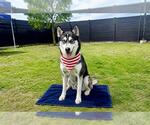 Small #1 Siberian Husky