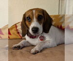 Small #5 Beagle