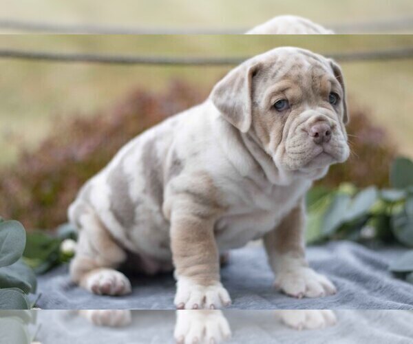 Medium Photo #3 Beabull Puppy For Sale in MILLERSBURG, OH, USA