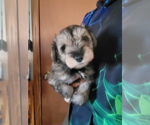 Schnauzer (Miniature) Puppy for sale in HILLSDALE, MI, USA