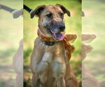 Small #7 Labrador Retriever Mix